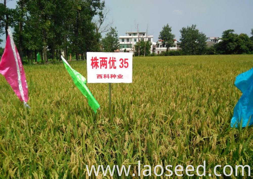 Rice Seed